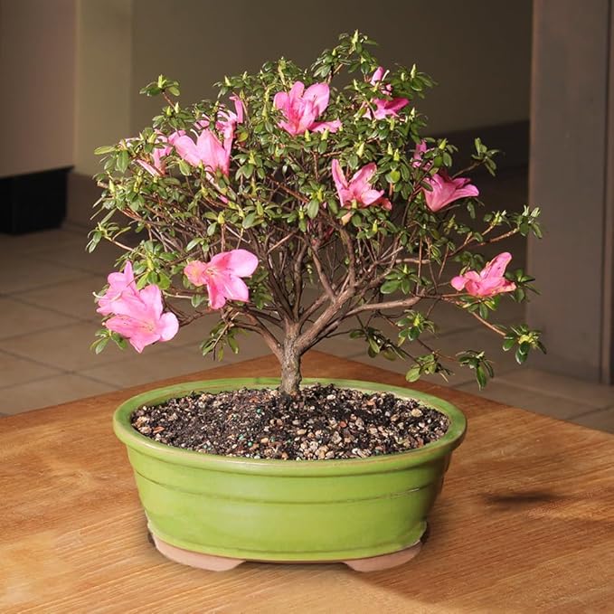 Brussel's Bonsai - Live Satsuki Azalea Flowering Bonsai Tree in Ceramic Bonsai Pot, Outdoor Bonsai Tree Live Plant, 8 Years Old, 10-14 Inches Tall, Easy Care Plant for Patio Garden (Large)