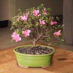 Brussel's Bonsai - Live Satsuki Azalea Flowering Bonsai Tree in Ceramic Bonsai Pot, Outdoor Bonsai Tree Live Plant, 8 Years Old, 10-14 Inches Tall, Easy Care Plant for Patio Garden (Large)
