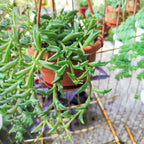 Sprout N Green String of Dolphins, Live Trailing Succulent Fully Rooted in 2" Pot, Home Office Wedding Decoration DIY Projects Party Favor, Easy to Care, Ideal Plant for Hanging, Keep Away from Pets