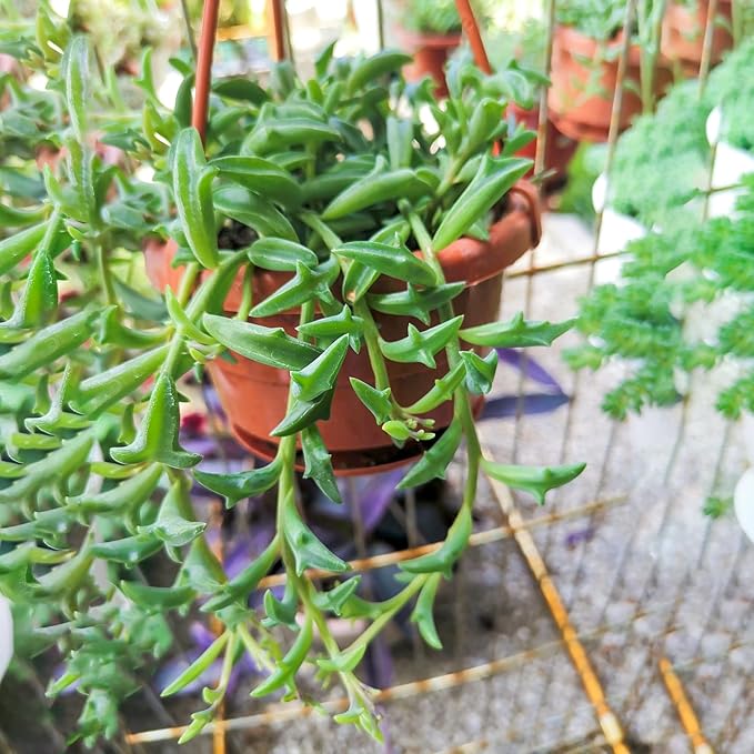 Sprout N Green String of Dolphins, Live Trailing Succulent Fully Rooted in 2" Pot, Home Office Wedding Decoration DIY Projects Party Favor, Easy to Care, Ideal Plant for Hanging, Keep Away from Pets