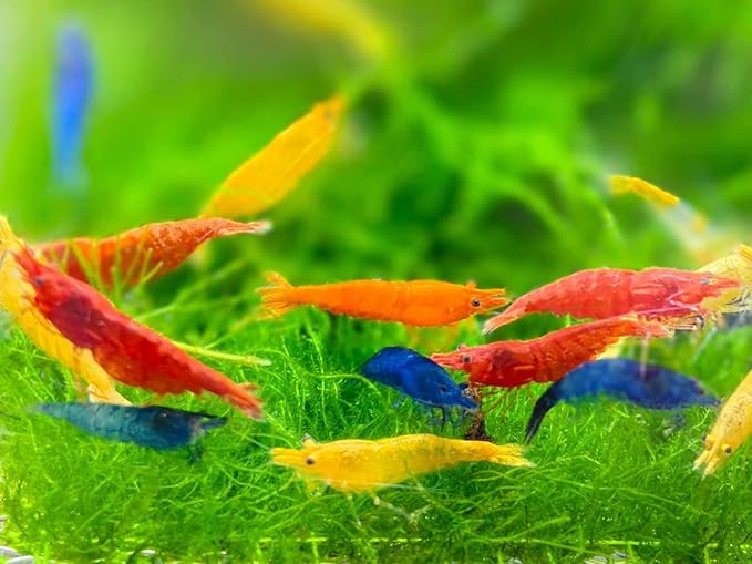 Mix Neocaridina Shrimps for Freshwater Aquariums (Pack of 10)