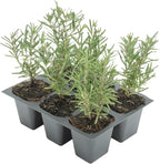 6 Tuscan Blue Rosemary, Live Plants – Rosmarinus Officinalis – Hardy & Fragrant Herb in 2.5” Nursery Pots – Grows Up to 5 Ft, Easy to Maintain, Great for Cooking, Landscaping & Aromatherapy