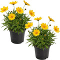 Live Coreopsis 2-Pack – Yellow, Flowering Perennial, Beautiful Spring and Summer Blooms, 10" Tall by 5" Wide in 1 Qt Pot