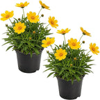 Live Coreopsis 2-Pack – Yellow, Flowering Perennial, Beautiful Spring and Summer Blooms, 10" Tall by 5" Wide in 1 Qt Pot