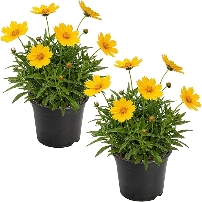 Live Coreopsis 2-Pack – Yellow, Flowering Perennial, Beautiful Spring and Summer Blooms, 10" Tall by 5" Wide in 1 Qt Pot