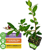 Dwarf Yaupon Holly Live Plant - Ilex by Wellspring Gardens - Caffeinated Tea Starter Plant - Outdoor Shrub Collection Garden and Landscape Decor - Perfect for Landscaping with Dwarf Shrubs (2-Pack)
