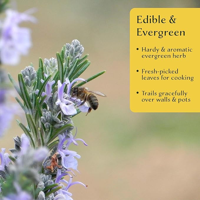 6 Creeping Rosemary in 2.5” Nursery Cubes (Rosmarinus officinalis ‘Prostratus’) | Evergreen Aromatic Groundcover Herb for Rock Gardens, Walls & Containers | Ready-to-Plant Live Starter Plants
