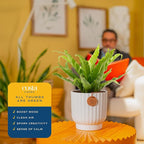 Costa Farms Bird's Nest Fern Live Plant in Decorative Pot, Air Purifying Indoor Houseplant, Perfect for Home, Room, or Office Decor, Great House Warming or Birthday Gift, 12-18 Inches Tall