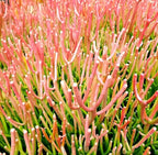 Fat Plants San Diego Premium Cacti and Succulent Potting Mix Soil - for Cactus Palm Tree Citrus Plant Grown in Gardening Containers - Indoors & Outdoors Use - with Natural Food/Fertilizer