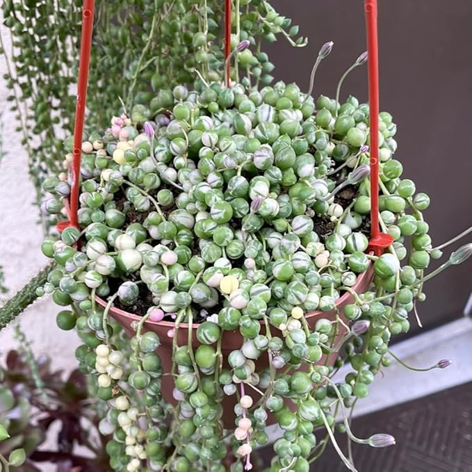 Variegated String of Pearls Plant Live, Succulent Trailing Vine, Indoor Houseplant Live in Pot