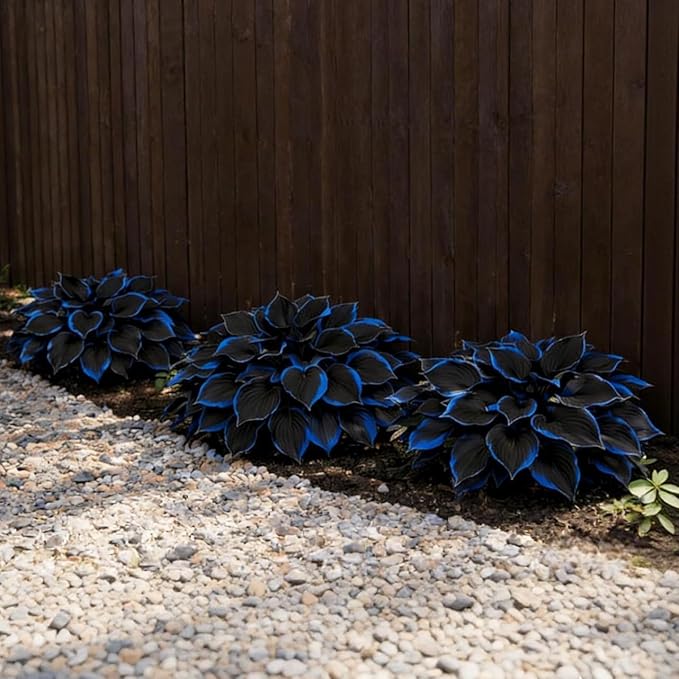 199+ Hosta Flower Seeds for Planting - Non-GMO Heirloom Perennial, Perfect for Shaded Gardens, Low Maintenance & Long Blooming Plants