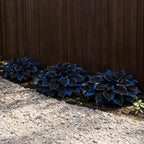 199+ Hosta Flower Seeds for Planting - Non-GMO Heirloom Perennial, Perfect for Shaded Gardens, Low Maintenance & Long Blooming Plants