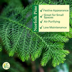 Thorsen's Greenhouse Live Norfolk Island Pine Plant, Christmas Greenery Gift or Decor, Air Purifying Premium Indoor Houseplant, Mature 4" Diameter Pot (Navy, 6-inch Pot)