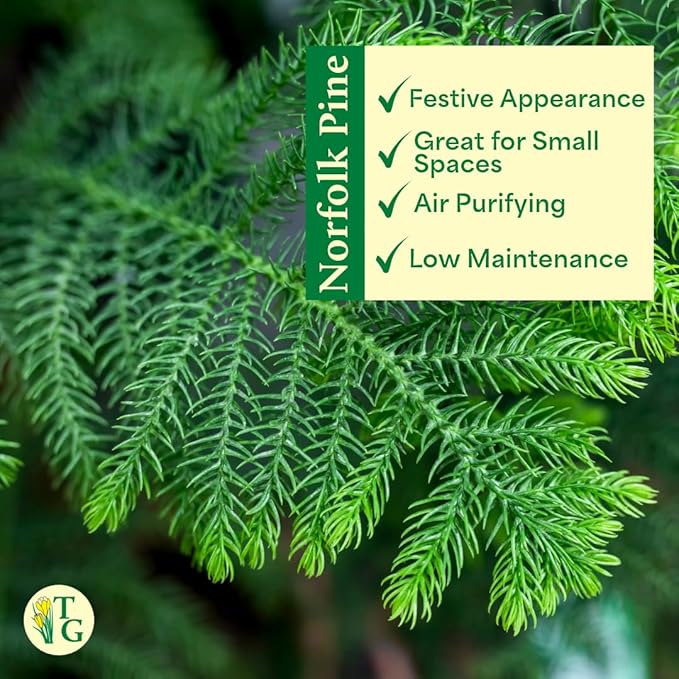 Thorsen's Greenhouse Live Norfolk Island Pine Plant, Christmas Greenery Gift or Decor, Air Purifying Premium Indoor Houseplant, Mature 4" Diameter Pot (Nursery Pot, 4-inch Pot)