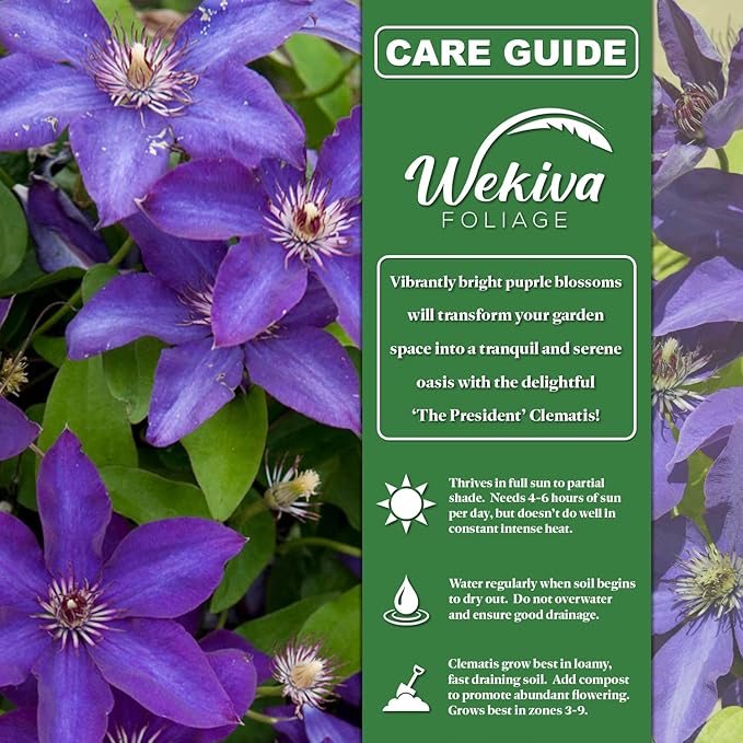 Clematis The President - Live Starter Plant in a 2 Inch Growers Pot - Starter Plants Ready for The Garden - Rare Clematis for Collectors