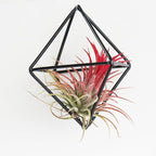 6-Pack Geometric Wire Air Plant Holders, Small Black Metal Tillandsia Stands for Desk Decor, Himmeli Planter Rack for Home & Office – Cute Display for Small/Medium Air Plants