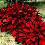 80+ Hosta Seeds - Rare Perennial Shade Plant for Gardens, Borders, and Containers - Non-GMO Heirloom, Hardy and Low Maintenance