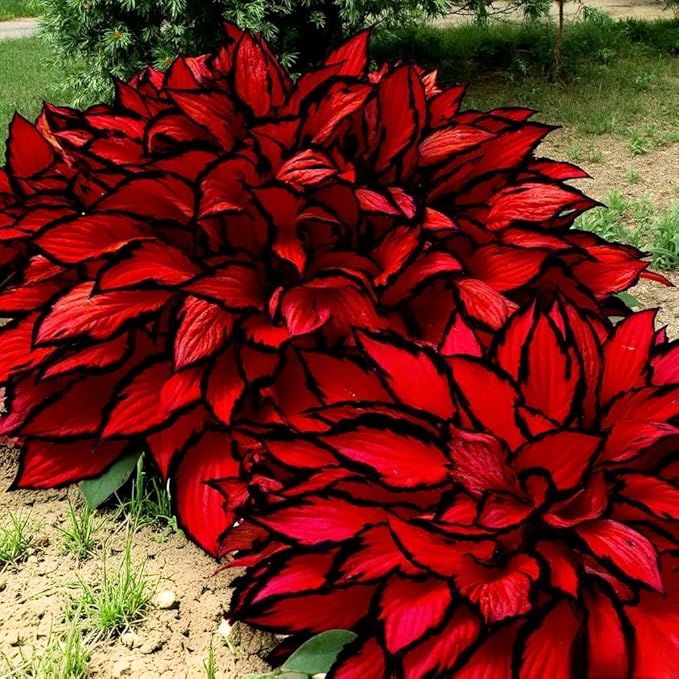 80+ Hosta Seeds - Rare Perennial Shade Plant for Gardens, Borders, and Containers - Non-GMO Heirloom, Hardy and Low Maintenance
