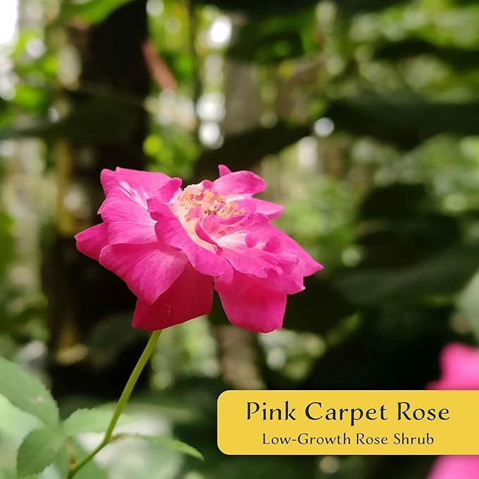 4 Pink Carpet Rose in 3.5” Nursery Cubes (Rosa ‘Flower Cover Pink’) | Low-Growing Groundcover Rose Shrub for Borders, Containers, and Mass Plantings | Ready-to-Plant Live Starter Plants