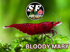 SF Aquatic™ Choose Your Favorite Color High Grade Neocaridina Live Freshwater Aquarium Shrimps Fully Mature Breeding Age. Live Arrival Guarantee. (Bloody Mary, 20 Shrimps)