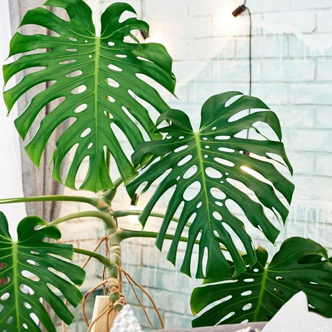 Philodendron Plant Live, Rare Tropical Variegated Live Indoor Houseplant for Home Office, 5-8" Tall, No Pot (Green Philodendron Plant)