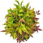 Blooming & Beautiful - Blush Pink Nandina - 3 gal - Southern Living - Dwarf Evergreen Shrub - Pink Colored Foliage - Compact Low Growing - Zones 6-10 - Nandina domestica 'Aka' PP19916-3 Gallon Pot
