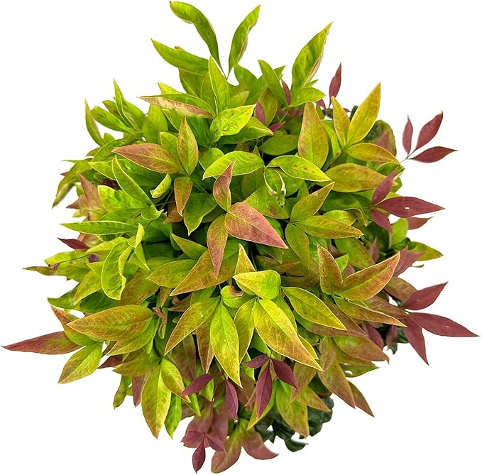 Blooming & Beautiful - Blush Pink Nandina - 3 gal - Southern Living - Dwarf Evergreen Shrub - Pink Colored Foliage - Compact Low Growing - Zones 6-10 - Nandina domestica 'Aka' PP19916-3 Gallon Pot