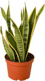 Live Snake Plant in Pot - Sansevieria trifasciata Laurentii - Fully Rooted Indoor House Plant in Pot - Mother in Law Tongue Sansevieria Plant - Best Air Purifying Plant - CA Seller