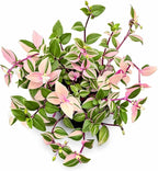 Mundula Lisa - Live Pink Houseplant, Vibrant Pink and Green Variegation. Wandering Jew Perfect for Home Office and Garden