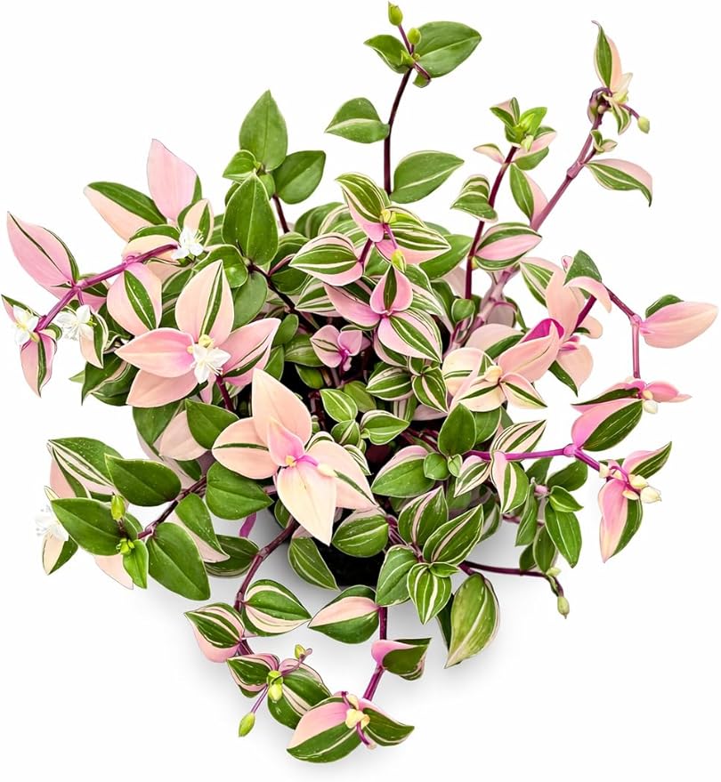 Mundula Lisa - Live Pink Houseplant, Vibrant Pink and Green Variegation. Wandering Jew Perfect for Home Office and Garden