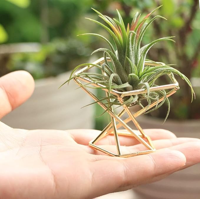 Geometric Air Plant Holder Airplants Rack Metal Plants Stand Planter Shelves Himmeli Living Decor Tillandsia Pot Containers (Gold 5 pcs)