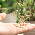 Geometric Air Plant Holder Airplants Rack Metal Plants Stand Planter Shelves Himmeli Living Decor Tillandsia Pot Containers (Gold 5 pcs)