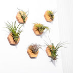 MITIME Air Plants Holders-Real Wood Live Air Plant Holders.Rustic Air Plant Stand,Wall-mounted to save space.(Plants not included)( Hexagonal Set of 6