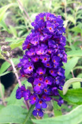 Brighter Blooms - Black Knight Butterfly Bush, 3 Gallon - No Shipping to AK, AZ, HI, OR, WA