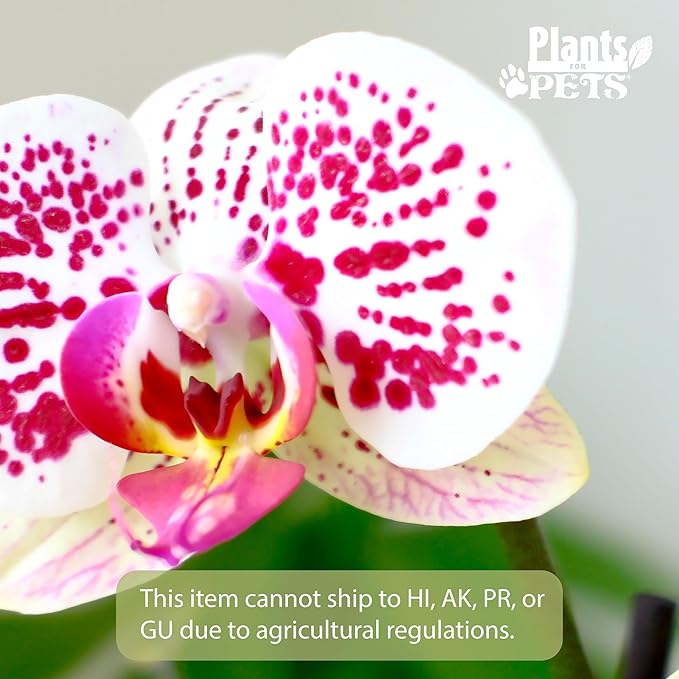 Large Novelty Live Orchids Blooming in 5" Blue & White Orchid Pot, Pet Friendly Live Plant Gifts for Plant Lovers, Approx. 22"+ Tall, Real Houseplants, Phalaenopsis Moth Flowers by Plants for Pets