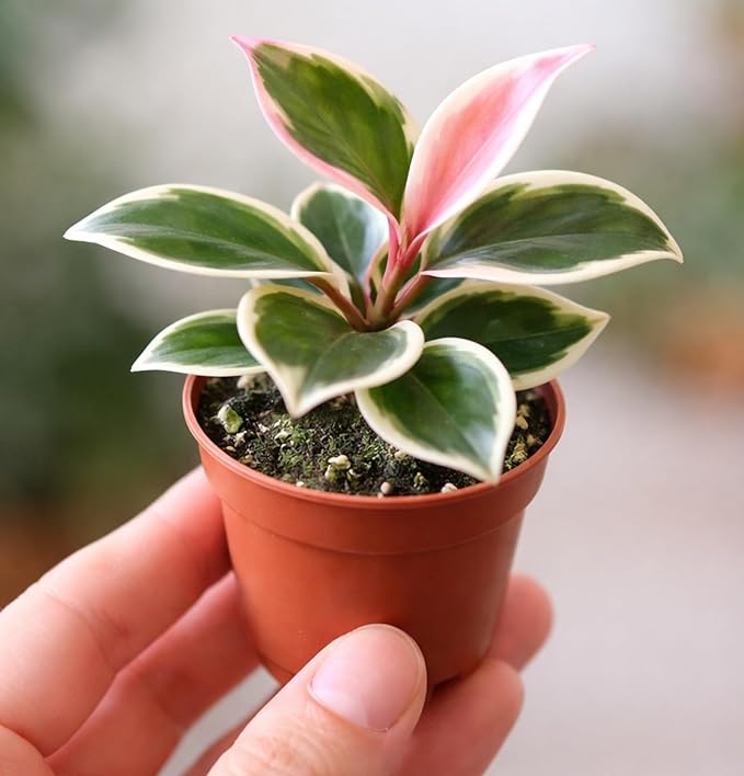 Hoya Carnosa ‘Crimson Queen’ Live Plant – 2 Inch Starter Pot – Variegated Wax Plant with Pink New Growth – Easy Care Indoor Houseplant