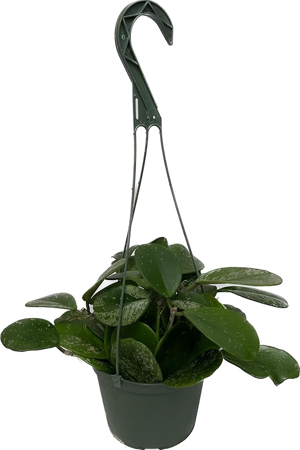 Hoya Obovata Spalsh Available in 2" Pot, 4" Pot, and 6" Hanging Pot Hoya Live Plants Live Houseplants California Seller (One Small Plant, 2" Pot)