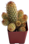 Fat Plants San Diego Living Indoor Succulents and Cactus Rooted in Plastic Planters with Soil (2 Inch, Mammillaria elongata - Ladyfinger Cactus)