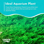 Flame Moss, 3 Pack 4 oz Cup - Live Aquarium Plants Freshwater, Live Moss for Aquariums, Taxiphyllum 'Flame' - Educational Guide Beginner Care