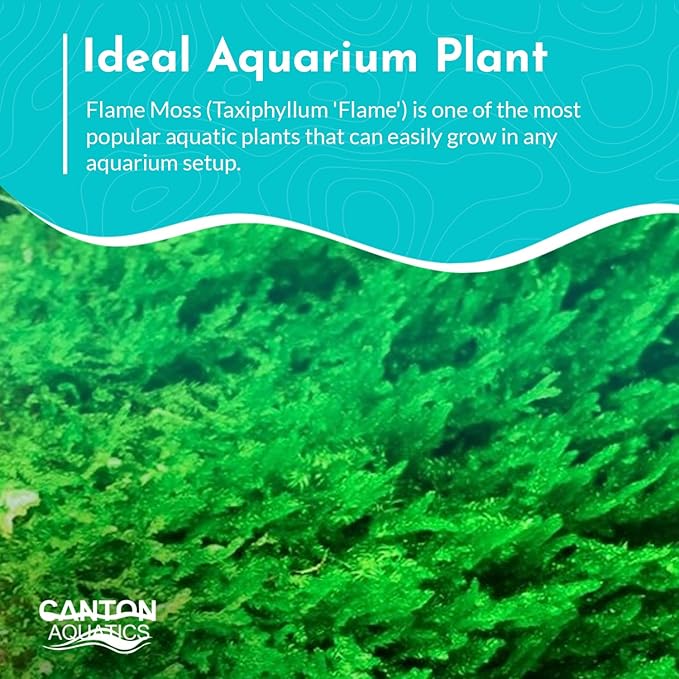 Flame Moss, 3 Pack 4 oz Cup - Live Aquarium Plants Freshwater, Live Moss for Aquariums, Taxiphyllum 'Flame' - Educational Guide Beginner Care