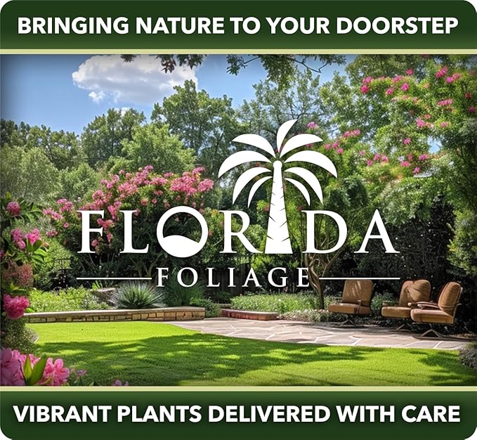 Nile Queen Papyrus | 10 Live Plants | Cyperus Shade & Wet Tolerant Aquatic Foliage