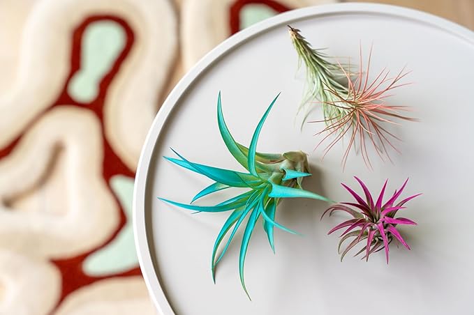 Teal Blue Colorful Tillandsia Air Plants - Long Lasting Color Enhanced Live Tillandsia Succulent House Plants - Home and Garden Decor - Easy Care Indoor and Outdoor (Harrisii, Single)