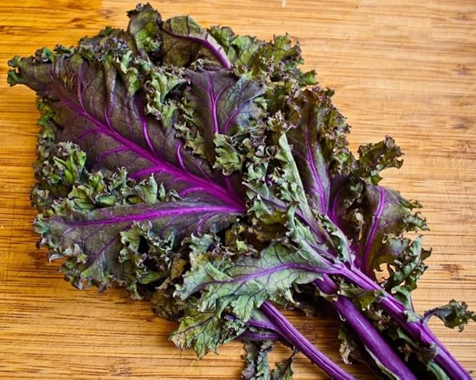 1000 Organic Red Russian Kale Seeds for Planting Heirloom Non GMO 3.5+ Grams Garden Vegetable Bulk Survival