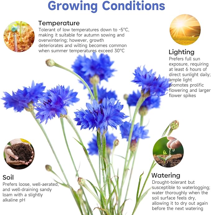Groundio 6000+ Bachelor Button Seeds Tall Blue, Non-GMO Heirloom Cornflower Seeds, Stunning Blue Wildflower Seeds Easy to Grow, Perfect for Wildflower & Pollinator Gardens (Centaurea cyanus)