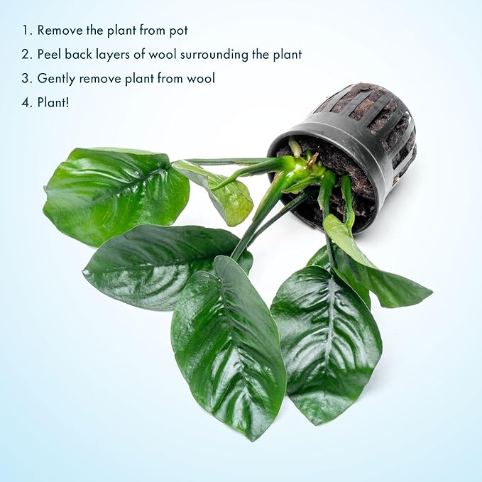 SubstrateSource Anubias Live Aquarium Plants - Potted Freshwater Plant for Fish Tanks, Terrariums - Beginner Friendly Low Light (Barteri Butterfly, 3 Pots)