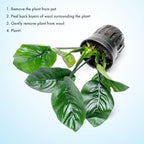 SubstrateSource Anubias Live Aquarium Plants - Potted Freshwater Plant for Fish Tanks, Terrariums - Beginner Friendly Low Light (Barteri Butterfly, 3 Pots)
