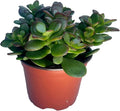 Jade Plant - Crassula - Easy to Grow - Hard to Kill - Cactus - 4" Pot- Living Succulant, Succulents Plant Live, Succulent Plants Fully Rooted, Houseplant for Home Office Decor