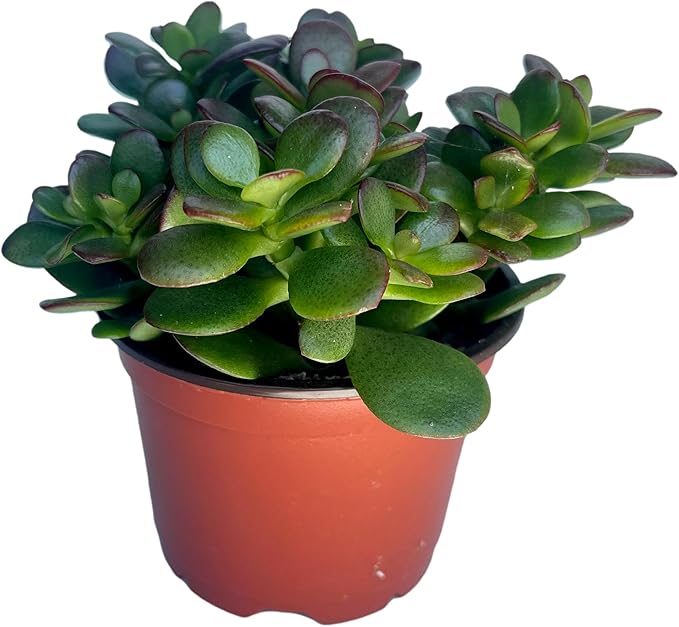 Jade Plant - Crassula - Easy to Grow - Hard to Kill - Cactus - 4" Pot- Living Succulant, Succulents Plant Live, Succulent Plants Fully Rooted, Houseplant for Home Office Decor