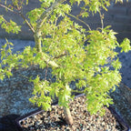 Japanese Maple