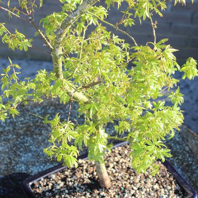 Japanese Maple